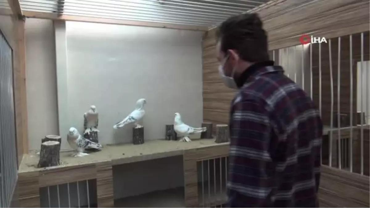 Lüks otomobil fiyatına güvercinlere beş yıldızlı otel