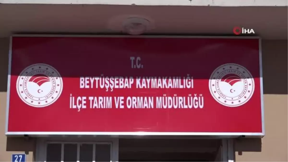 Nesli tükenmekte olan oklu kirpi yaralı halde bulundu