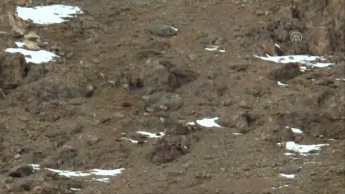 Yaban keçileri için Pagan Dağı\'na at ve eşeklerle ot taşıdılar