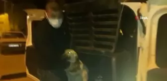 Yaralı köpekler özel izinle İstanbul'a tedavi için götürüldü
