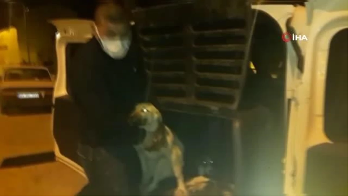 Yaralı köpekler özel izinle İstanbul\'a tedavi için götürüldü