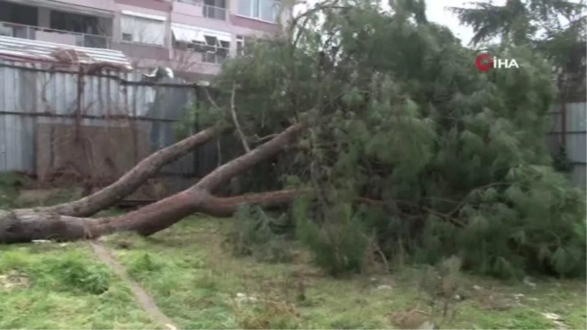 Yüz yıllık ağacın kesildiği gören mahalleli ayağa kalktı
