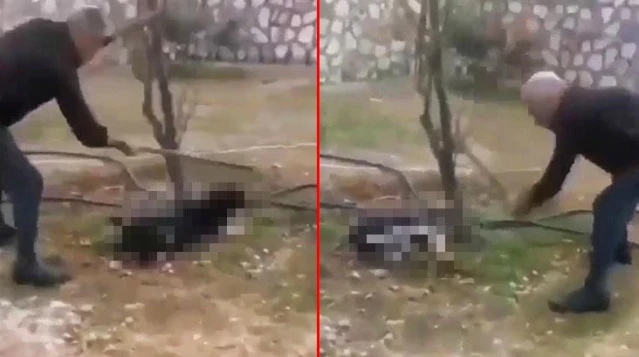 Zonguldak'ta bir zalimin ağaca bağlı köpeği sopayla döverek öldürmesi sosyal medyada infial yarattı