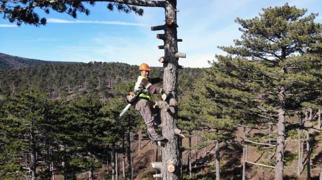 40 metrelik a�a�lara t�rmanarak budama yapan 'sincap adamlar' ayl�k 15 bin lira kazan�yor