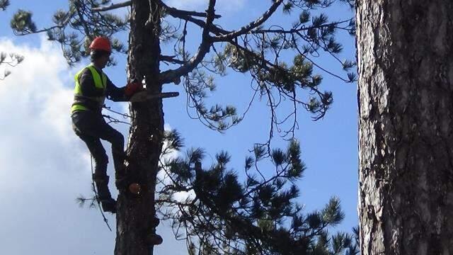 40 metrelik a�a�lara t�rmanarak budama yapan 'sincap adamlar' ayl�k 15 bin lira kazan�yor