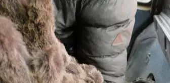 Amasya'da yaralı elik, korumaya alındı