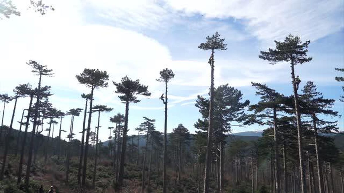 BALIKESİR - Genç fidanlar güneş alsın diye metrelerce yükseklikte ağaç buduyorlar