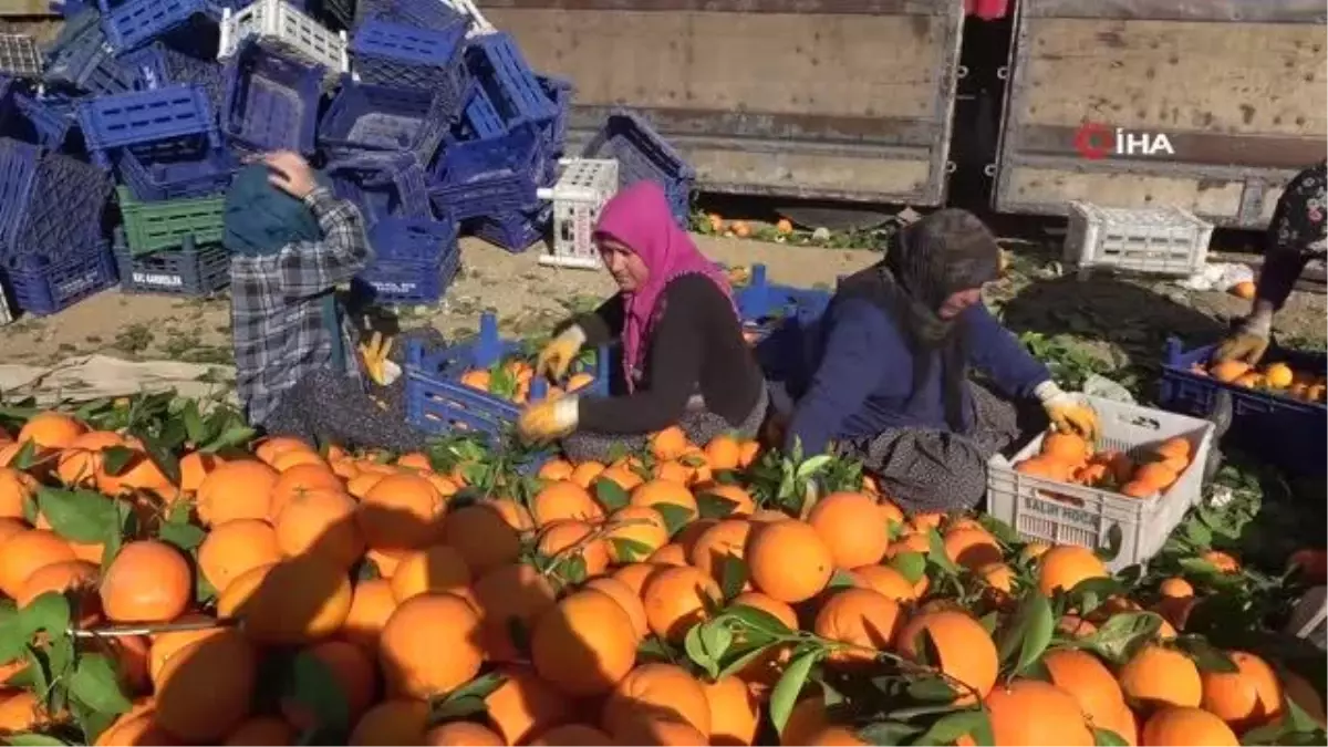 Çiftçi üretiyor aracı kazanıyor