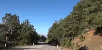 Spil Dağı'nda kardelenler boy gösterdi