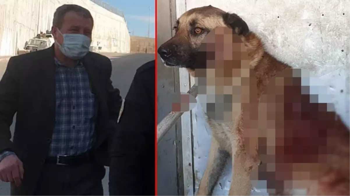 Tüfekle köpeği yaralayan caniden skandal sözler: Gören de adam öldürdük sanır