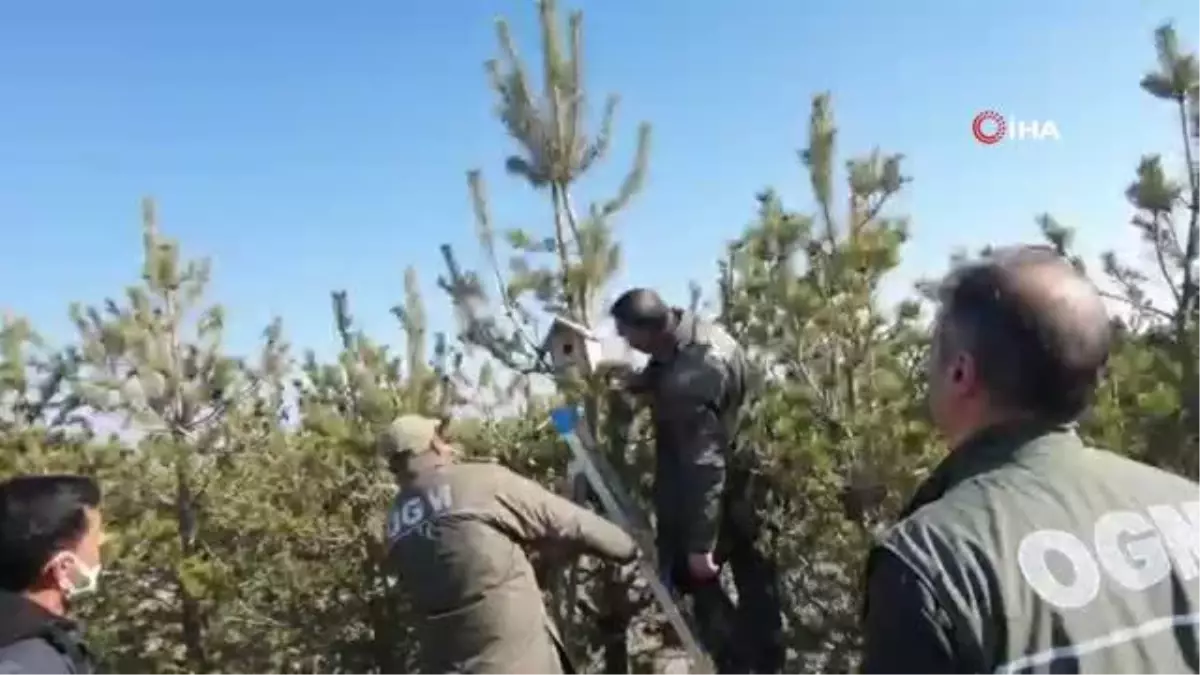 Son dakika haber! 15 Temmuz Şehitler Ormanına kuşlar için yuva bırakıldı