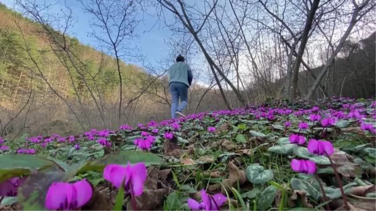 Batı Karadeniz yaylaları "yalancı bahar" ile renk cümbüşü yaşıyor