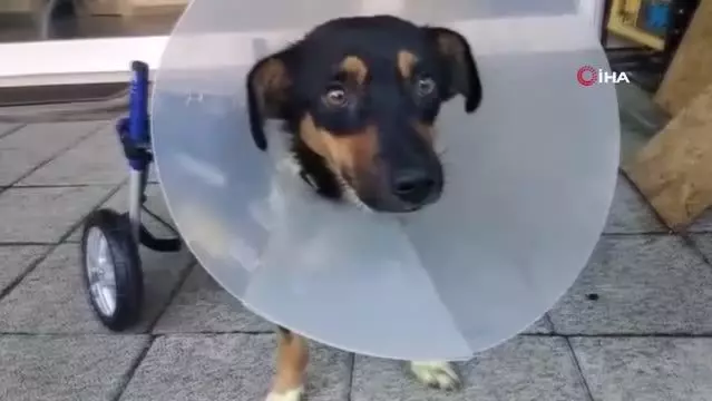Canice Bacaklari Kesilen Kopege Yurutec Takildi Son Dakika