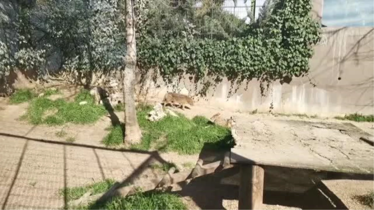 Darıca\'daki Faruk Yalçın Hayvanat Bahçesi yeniden ziyarete açıldı