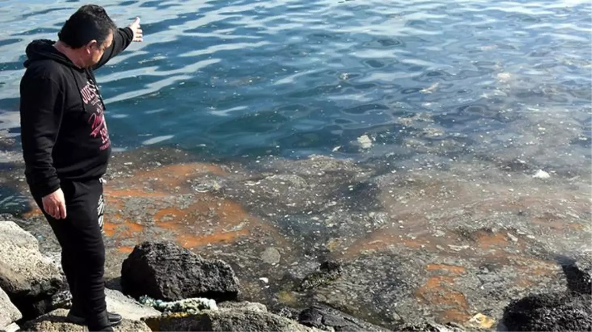 Marmara Denizi\'ndeki \'deniz salyası\' balıkçıları vurdu! Ağlar çamur gibi olunca elleri boş kaldı