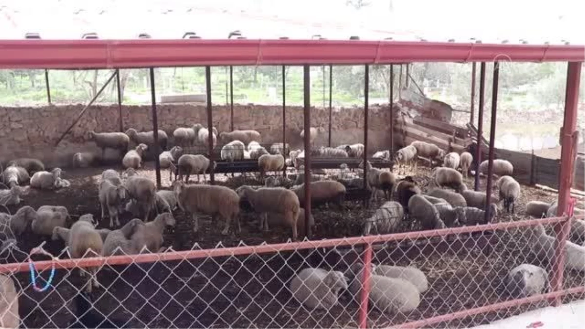 Merada otlayan sürüdeki 13 koyun telef oldu
