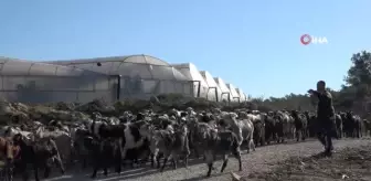 Üreticiden 5 TL'ye alınan muz pazarda 10 TL'ye satılıyor