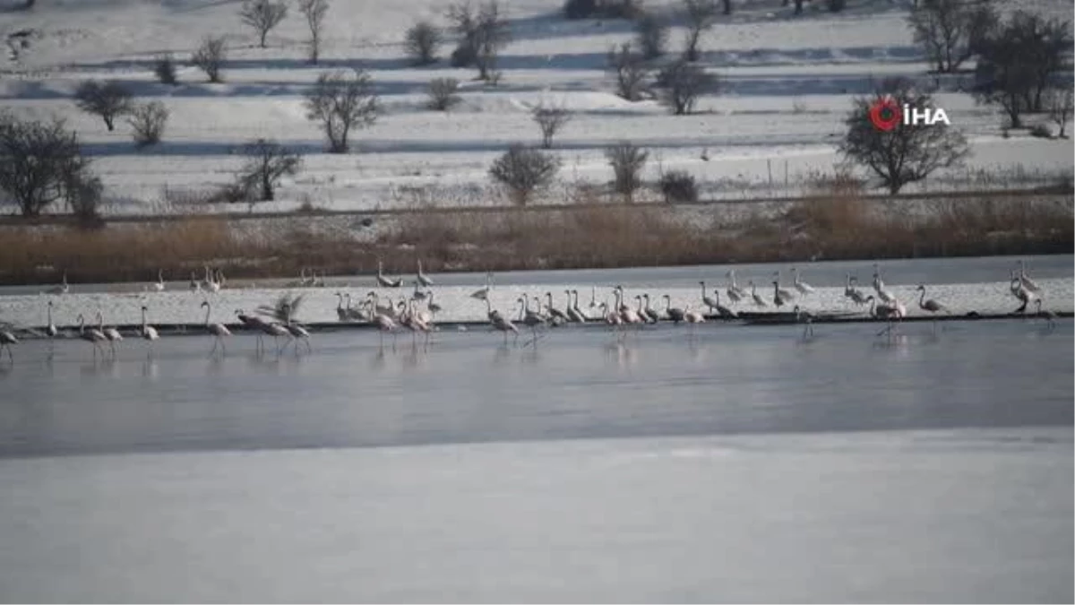 Yaz aylarında Van\'a gelen flamingolar, kışı Van Gölü\'nde geçiriyor
