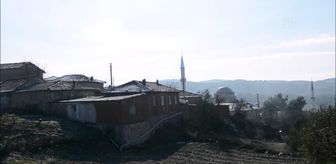 Anıt zeytin ağaçlara sahip Soma, zeytincilikte atağa geçiyor