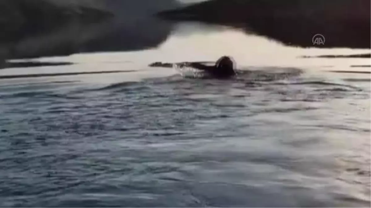 Atmacanın saldırısı sonucu baraj gölüne düşen güvercini köy muhtarı kurtardı