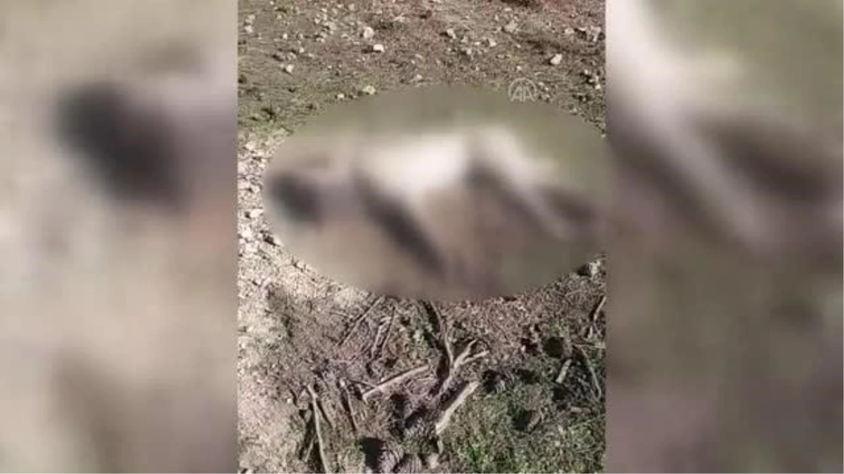 Son dakika haberleri | Çoban köpeklerinin zehirlenerek öldürüldüğü iddiası