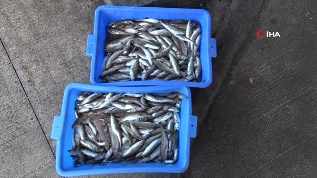 Hamsi avı yasağı bitti ama balıkçılar hamsinin yolunu gözlüyor