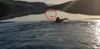 İnsanlık dersi veren muhtar buz gibi suya atlayarak güvercini kurtardı