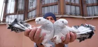 Otomobil fiyatına güvercin; 100 bin lira