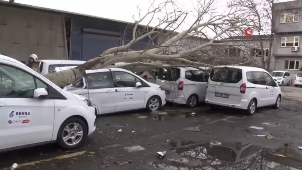 Şiddetli fırtına dev ağacı kökünden söktü, 3 araçta ağır hasar meydana geldi