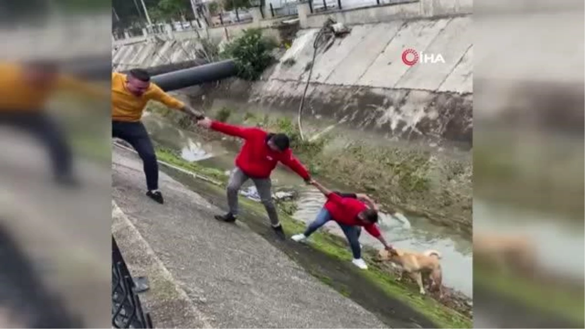 Su kanalına düşen köpek, insan zinciriyle kurtarıldı