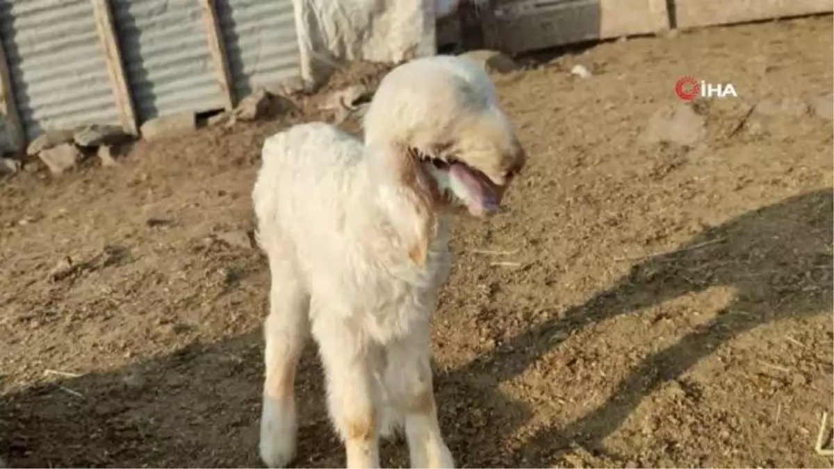 Ağzı kulağına kadar açık kuzu doğdu, biberonla beslenmeye başladı