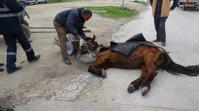 Vicdanları sızlatan görüntü! Aşırı yükten yere yığılan atı, kuyruğundan çekerek ayağa kaldırdılar