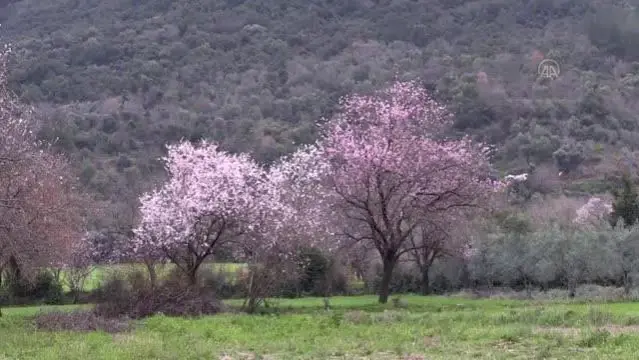 Son dakika haberleri | Badem ağaçları çiçek açtı