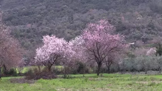 Son dakika haberleri | Badem ağaçları çiçek açtı