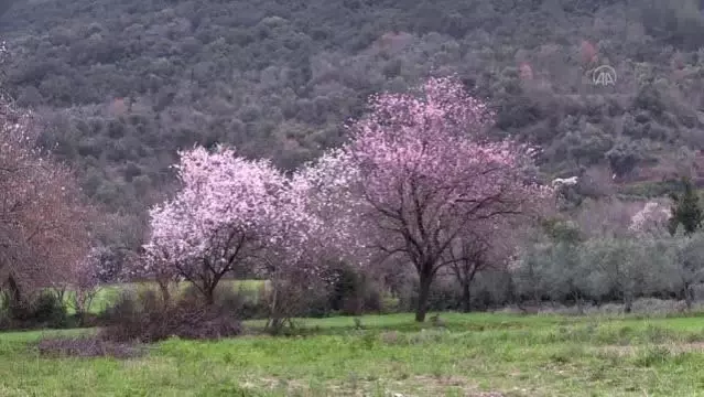 Son dakika haberleri | Badem ağaçları çiçek açtı