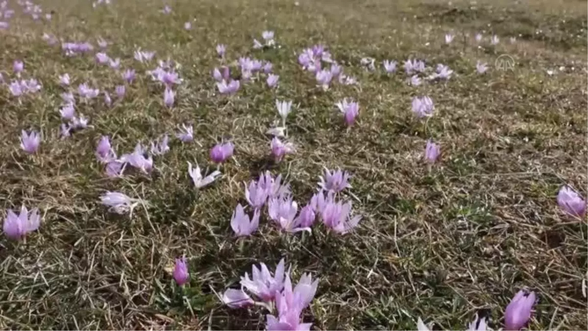 Baharın müjdecisi çiğdemler çiçek açtı