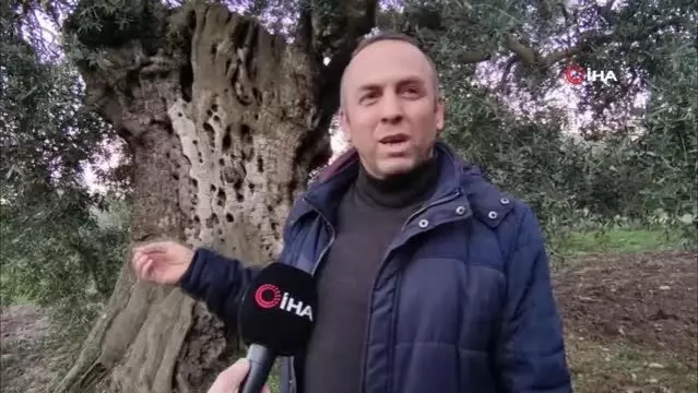 Bin 500 yıllık zeytin ağacı şifa dağıtıyor