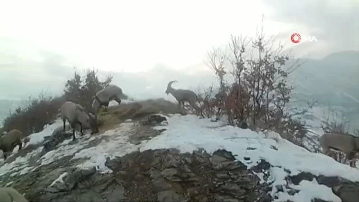 Doğaya bırakılan yemleri yiyen yaban keçileri ve kuşlar görüntülendi