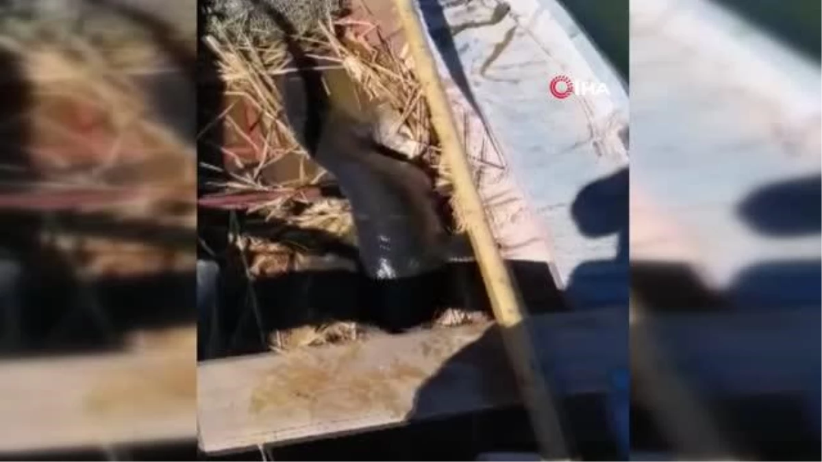 Gölhisar gölünde 35 kg\'lık yayın balığı yakalandı