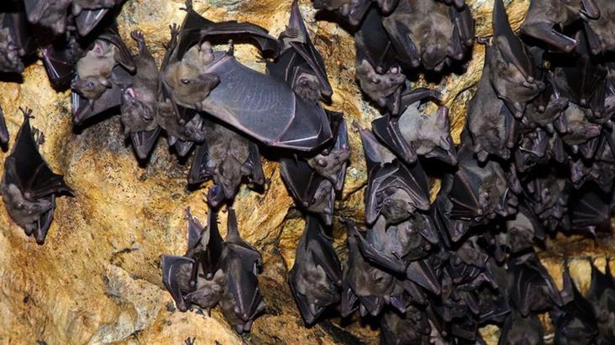 Tayland\'ın doğusunda yaşayan at nalı yarasalarında koronaya çok benzeyen yeni virüs keşfedildi