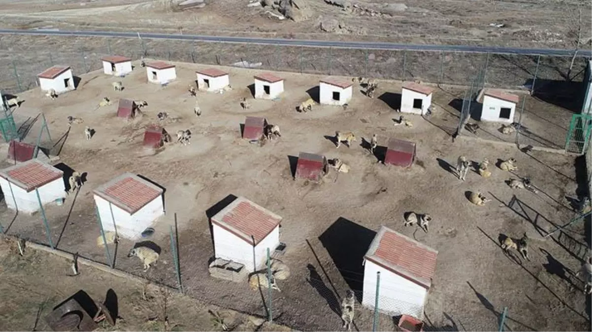 Ünü ülke sınırlarını aşan kangal köpeklerinin fiyatı altınla yarışıyor