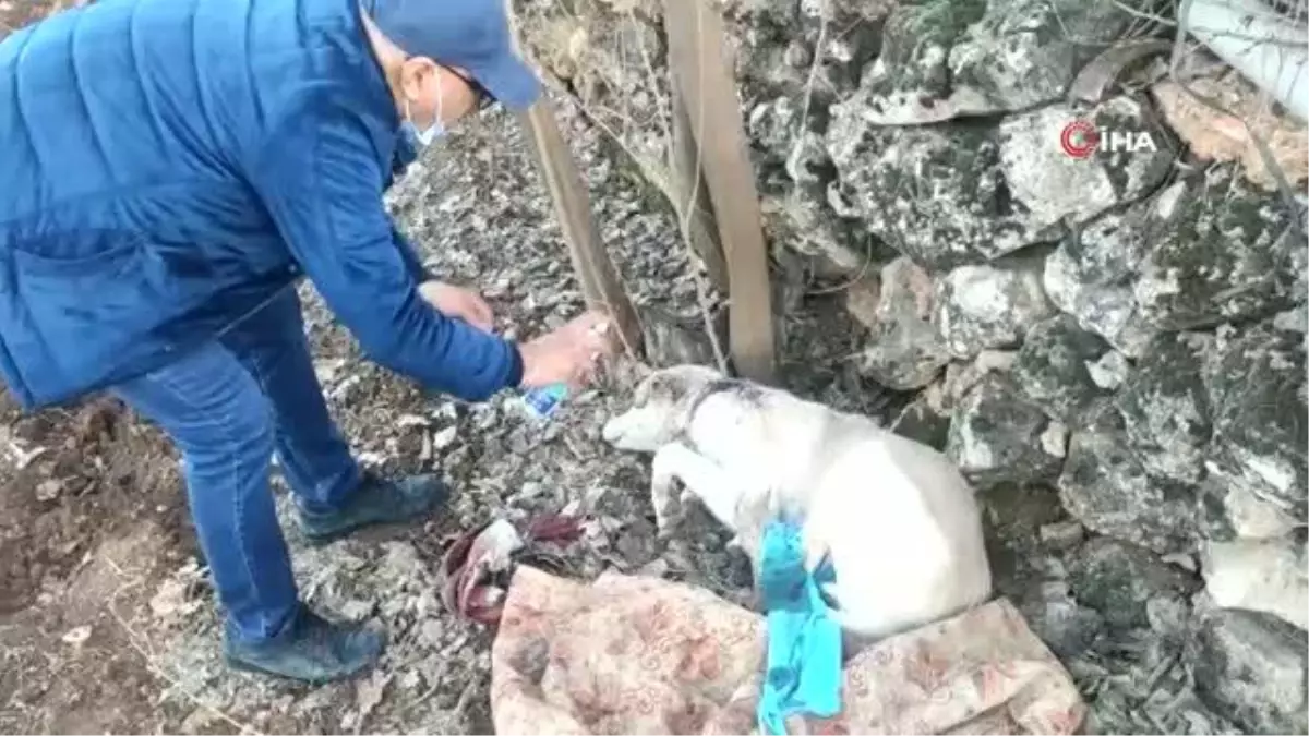 Son dakika haberi... Köpeği boynundan vurup kaçtılar