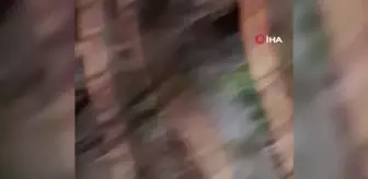 Kurtarmak istedikleri ayı onlara hayatlarının en büyük korkusunu yaşattı