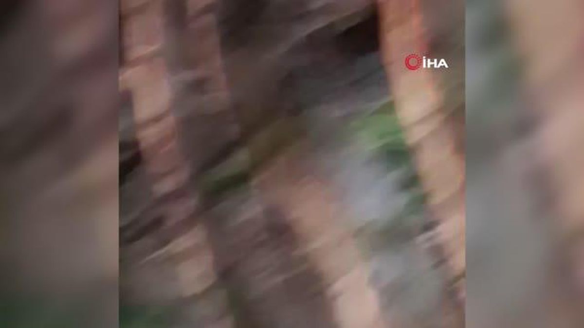 Kurtarmak istedikleri ayı onlara hayatlarının en büyük korkusunu yaşattı