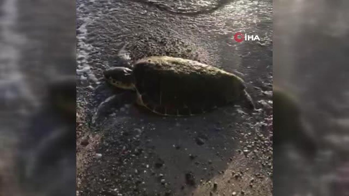 Son dakika haber | Öldüğü sanılan deniz kaplumbağasının, yaşadığı ortaya çıktı