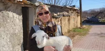 Şehit oğlunun ismini verdiği kuzusu çalınan anne: İsteselerdi maaşımı verirdim