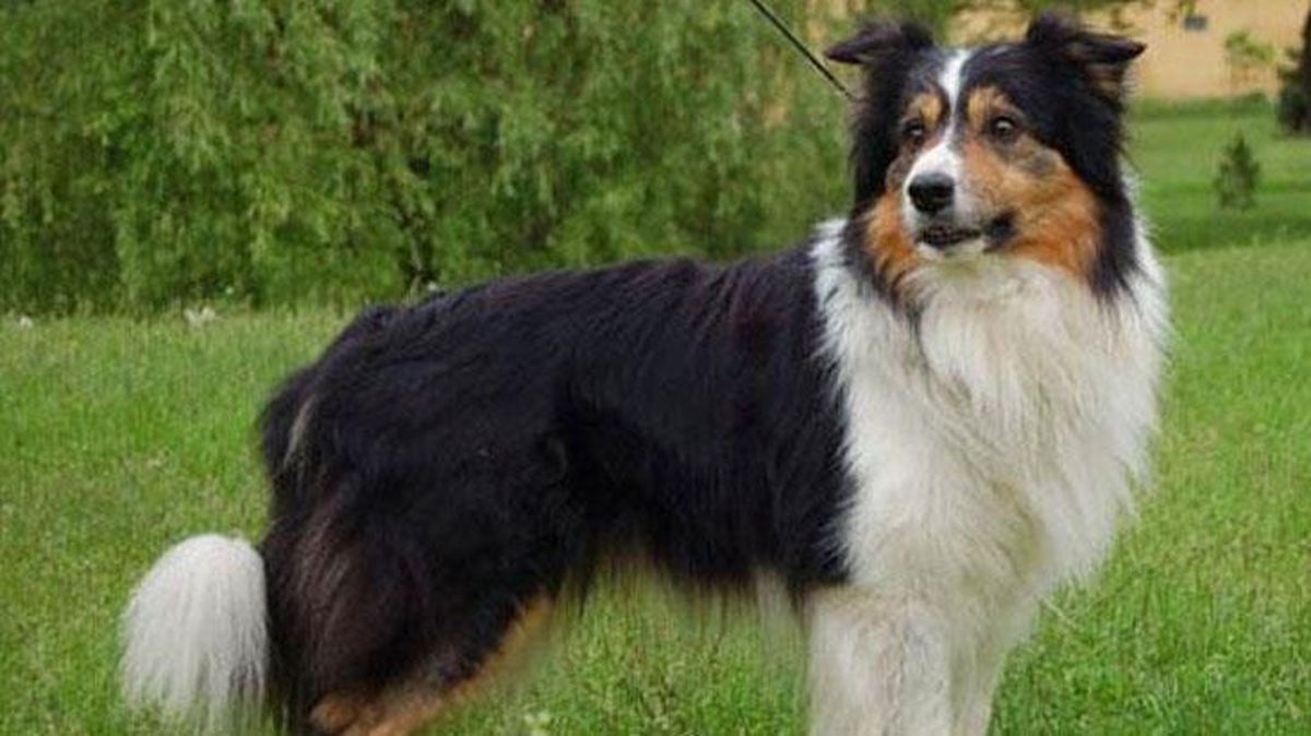 ABD\'de bir köpeğe sahibinden 5 milyon dolar miras kaldı