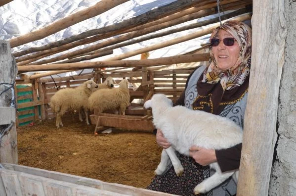 Şehit annesinin oğlunun ismini verdiği kuzusu ile 7 koyununu çalan 3 kişi yakalandı