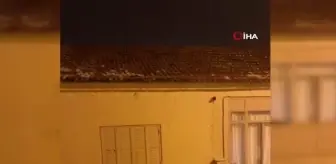 Urla'yı dolu vurdu: Seralar delik deşik