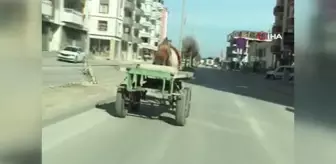 Başıboş at trafikte tehlike saçtı